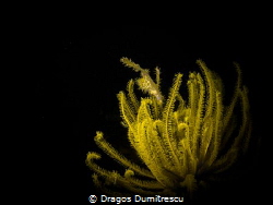 Yellow Ornate Ghost Pipefish blending in. Canon G12, Inon... by Dragos Dumitrescu 